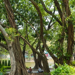 Mature trees with magnificent tree trunks and branches provide eye-pleasing greenery and ample shade in the park.